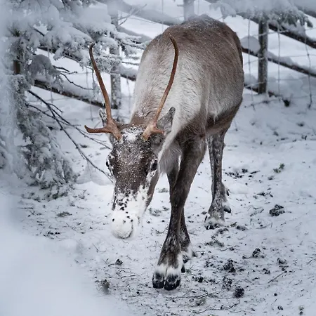 Luxury Lapland Leimu Retreat By Hilla